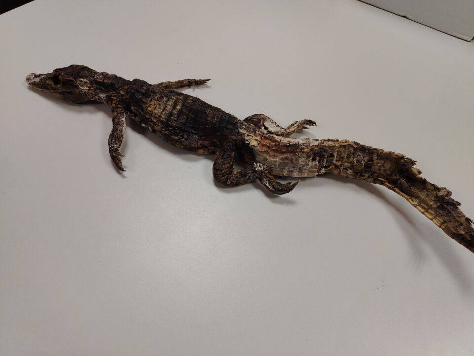 Алта сыллааыта бу кн Чурапчы тыраассатыттан крокодил булбуттара