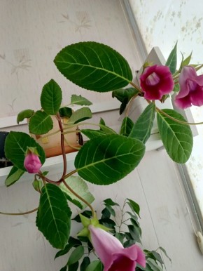 Как справиться с неожиданной болью в пятке: советы и рекомендации