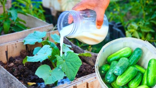 Секреты успешного урожая: как огурцы будут радовать плодами каждый день