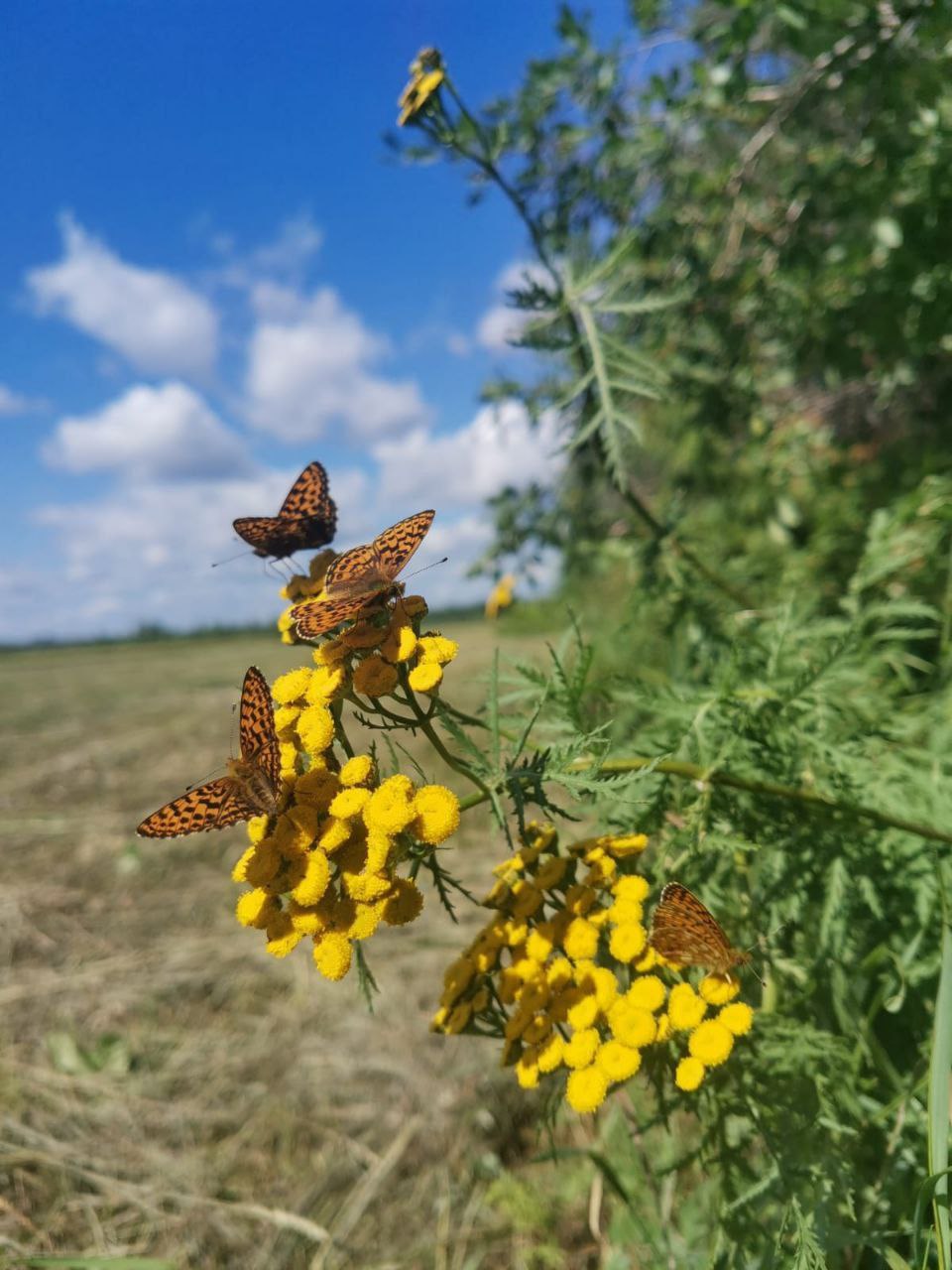 Лаврентьева Александра Николаевна с дочкой Николиной на заготовке льда Лаврентьева Александра Николаевна с дочкой Николиной на заготовке льда