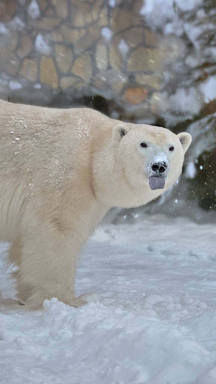 #Пушистыеновости: Хаарчаана отпраздновала день рождения #Пушистыеновости: Хаарчаана отпраздновала день рождения