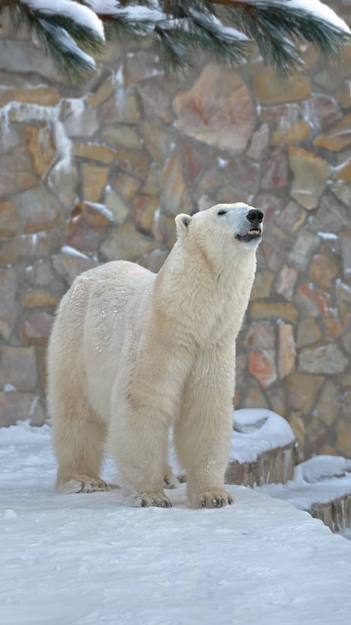 #Пушистыеновости: Хаарчаана отпраздновала день рождения #Пушистыеновости: Хаарчаана отпраздновала день рождения