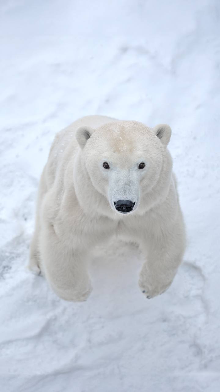 #Пушистыеновости: Хаарчаана отпраздновала день рождения #Пушистыеновости: Хаарчаана отпраздновала день рождения