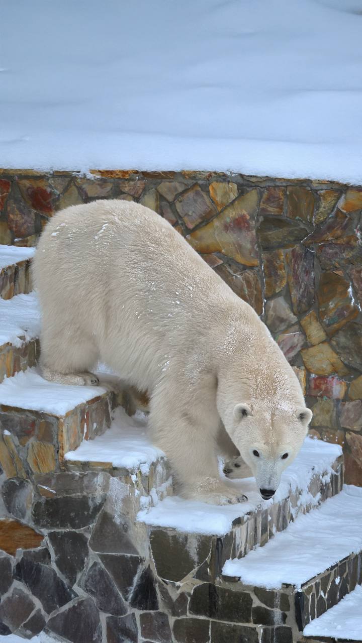 #Пушистыеновости: Хаарчаана отпраздновала день рождения #Пушистыеновости: Хаарчаана отпраздновала день рождения