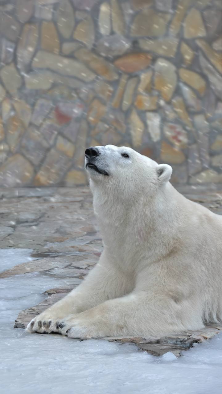 #Пушистыеновости: Хаарчаана отпраздновала день рождения #Пушистыеновости: Хаарчаана отпраздновала день рождения