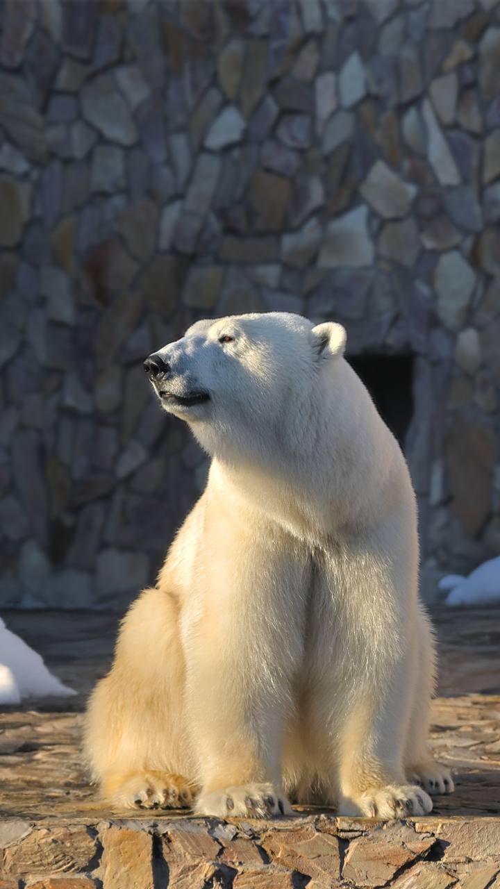 #Пушистыеновости: Хаарчаана отпраздновала день рождения #Пушистыеновости: Хаарчаана отпраздновала день рождения