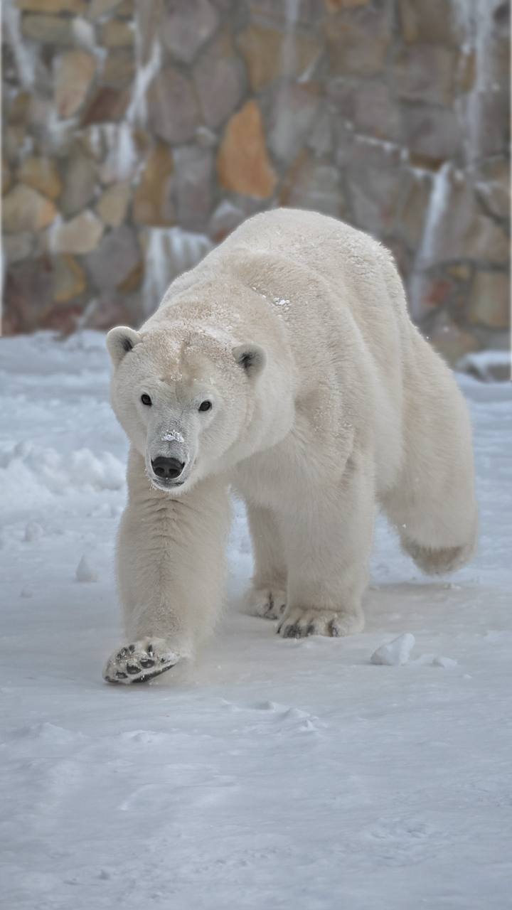 #Пушистыеновости: Хаарчаана отпраздновала день рождения #Пушистыеновости: Хаарчаана отпраздновала день рождения