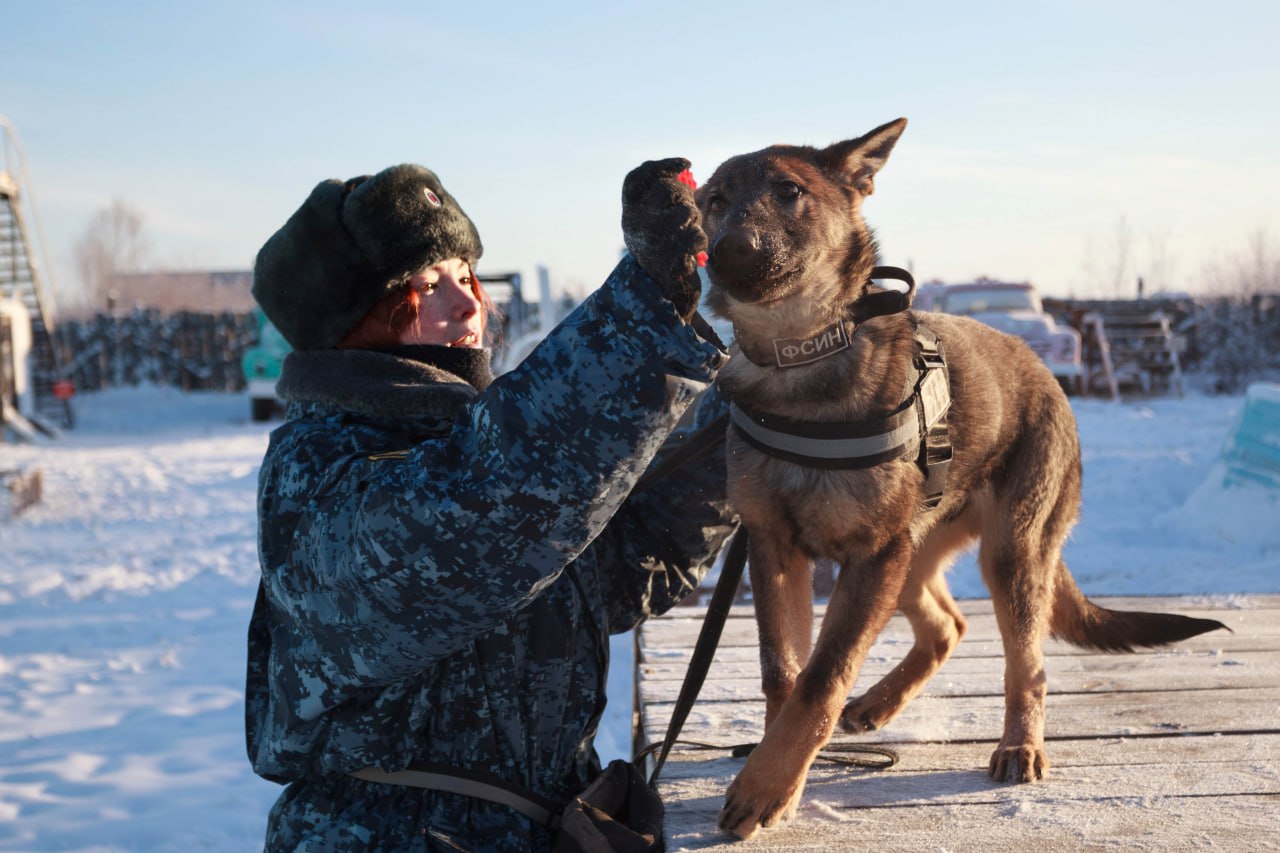 #Пушистыеновости: Новые четвероногие помощники прибыли в УФСИН России по Якутии #Пушистыеновости: Новые четвероногие помощники прибыли в УФСИН России по Якутии