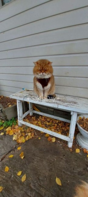 Подписчик поделился фоточками своего кота Персиваля