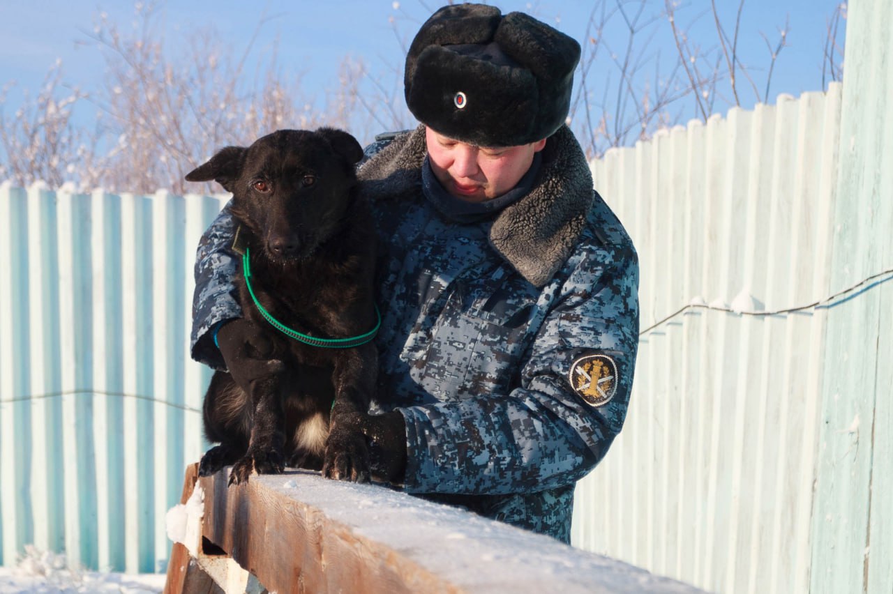 #Пушистыеновости: Новые четвероногие помощники прибыли в УФСИН России по Якутии #Пушистыеновости: Новые четвероногие помощники прибыли в УФСИН России по Якутии