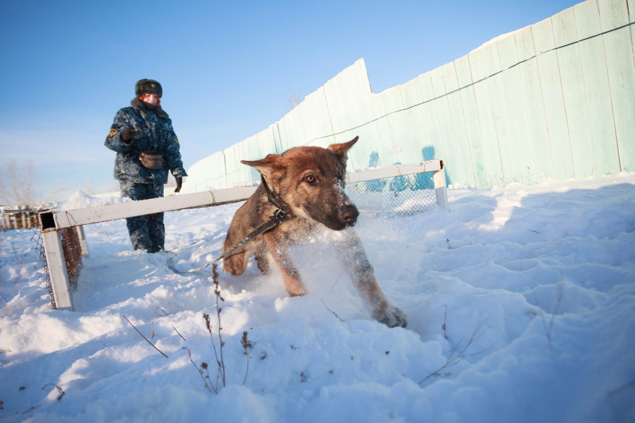 #Пушистыеновости: Новые четвероногие помощники прибыли в УФСИН России по Якутии #Пушистыеновости: Новые четвероногие помощники прибыли в УФСИН России по Якутии