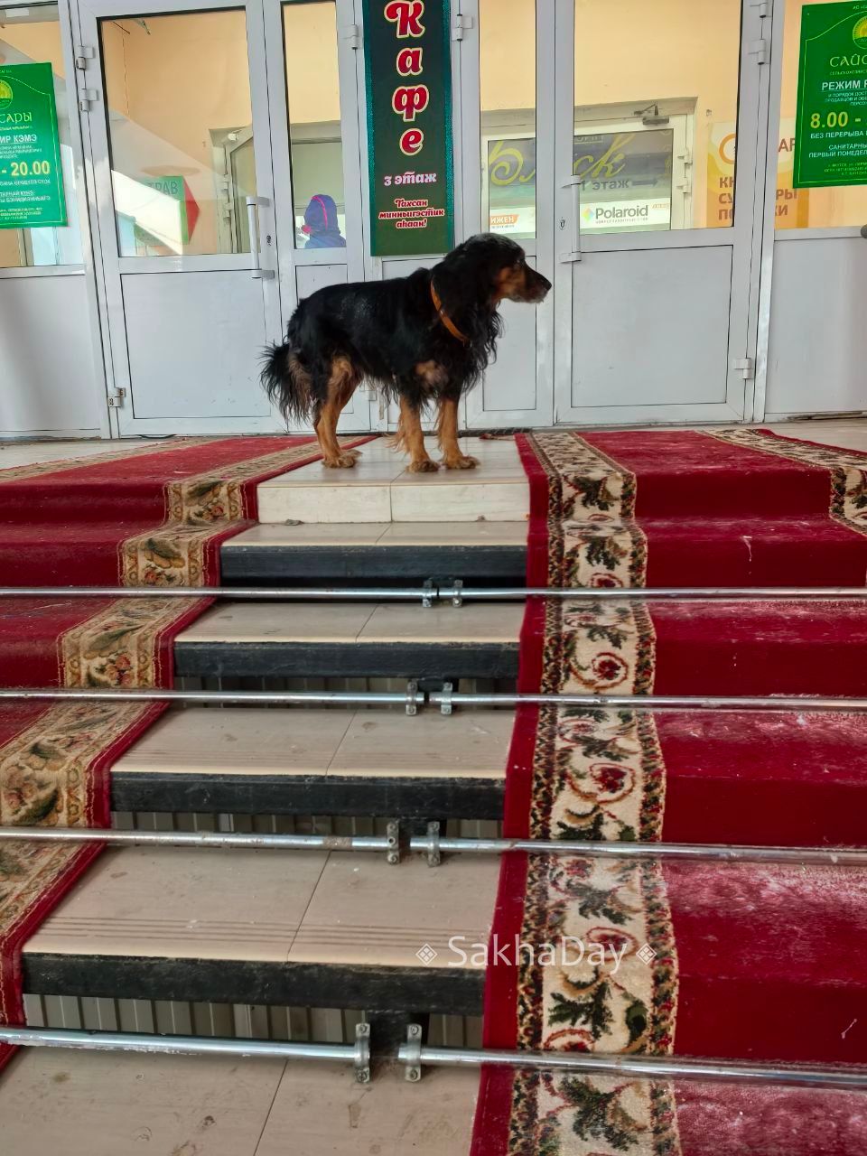 Ждёт хозяина на Крестьянском рынке