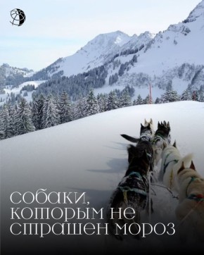 #Пушистыефакты: Собаки, которые не страшатся мороза