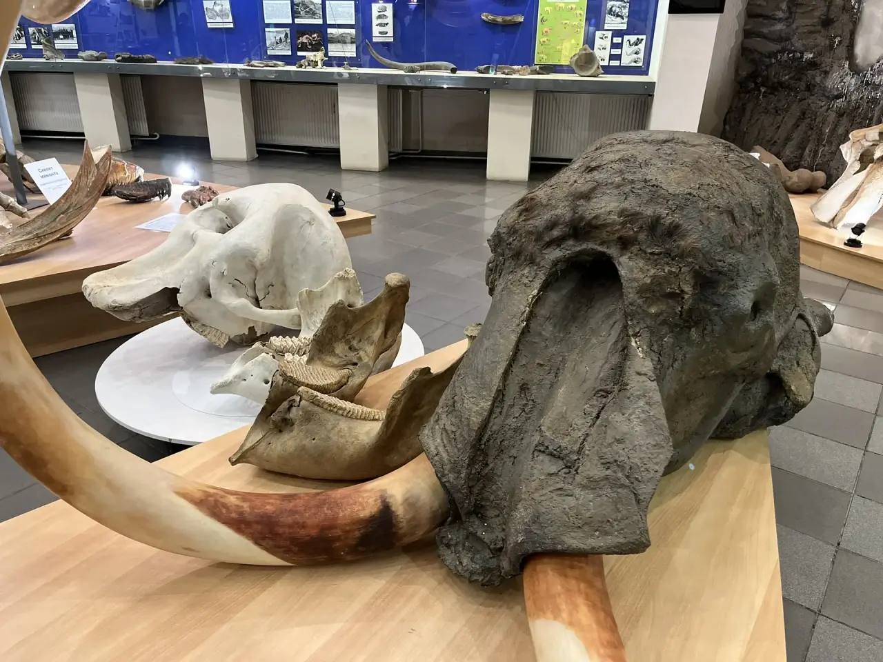 Музею мамонта СВФУ подарили уникальный экспонат — череп африканского слона Музею мамонта СВФУ подарили уникальный экспонат — череп африканского слона