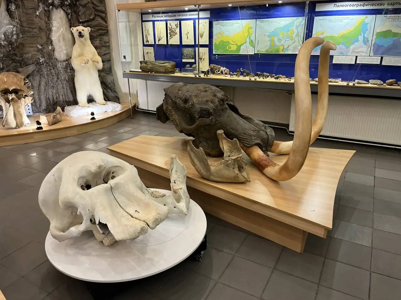 Музею мамонта СВФУ подарили уникальный экспонат — череп африканского слона Музею мамонта СВФУ подарили уникальный экспонат — череп африканского слона