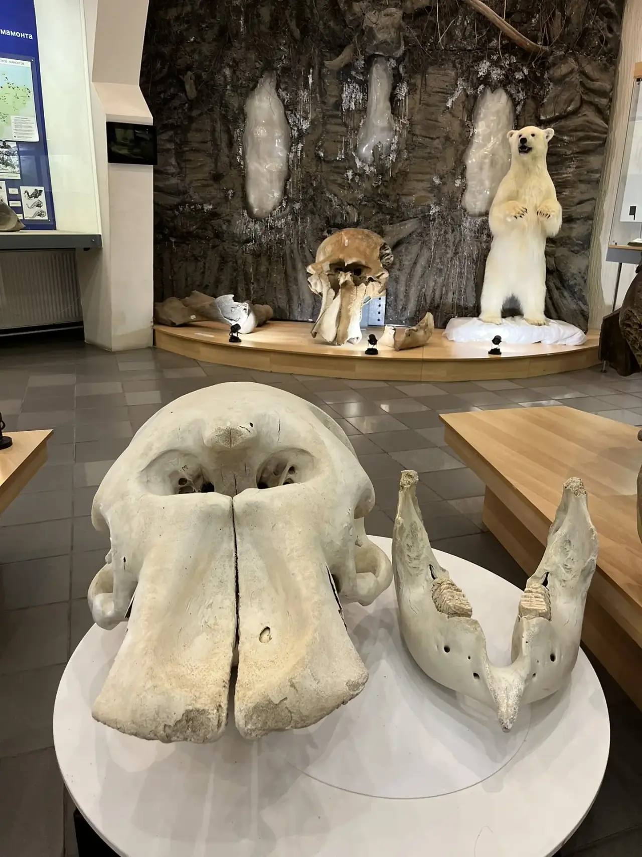 Музею мамонта СВФУ подарили уникальный экспонат — череп африканского слона Музею мамонта СВФУ подарили уникальный экспонат — череп африканского слона