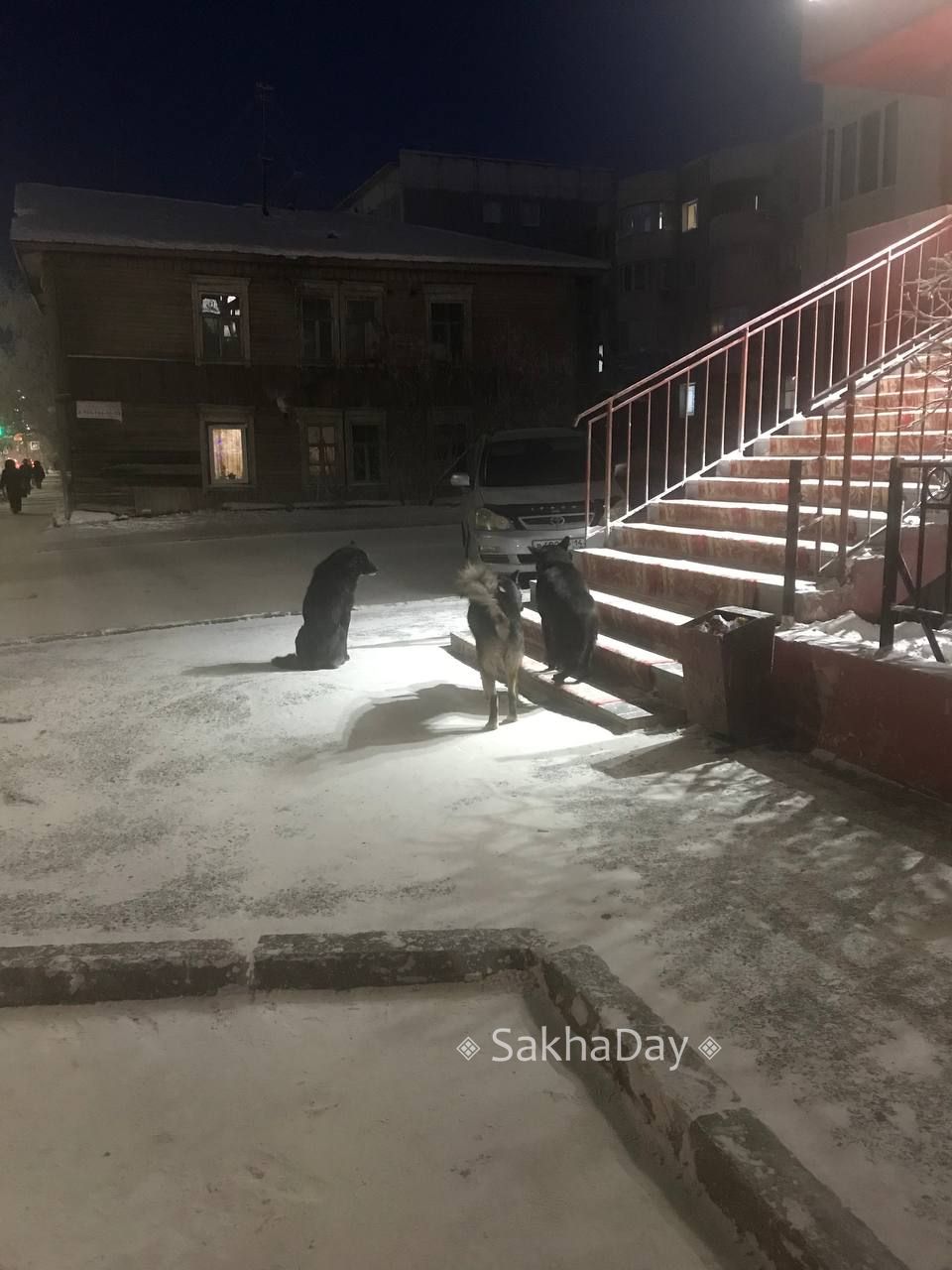 #пишут Возле магазина Кумир сидят 3 большие собаки, а это уже целая стая из голодных и бесконтрольных животных