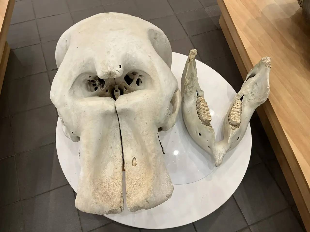 Музею мамонта СВФУ подарили уникальный экспонат — череп африканского слона Музею мамонта СВФУ подарили уникальный экспонат — череп африканского слона