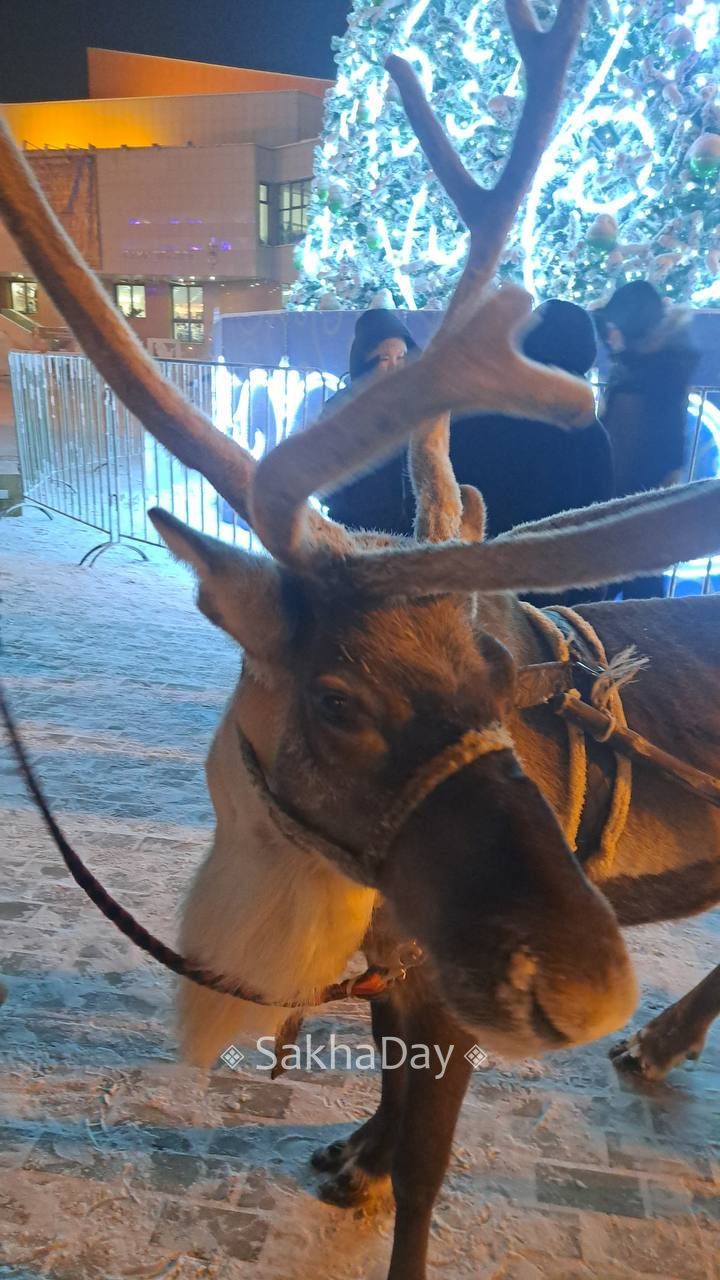 Новогодняя красота на площади в Якутске #дляsakhaday Новогодняя красота на площади в Якутске #дляsakhaday