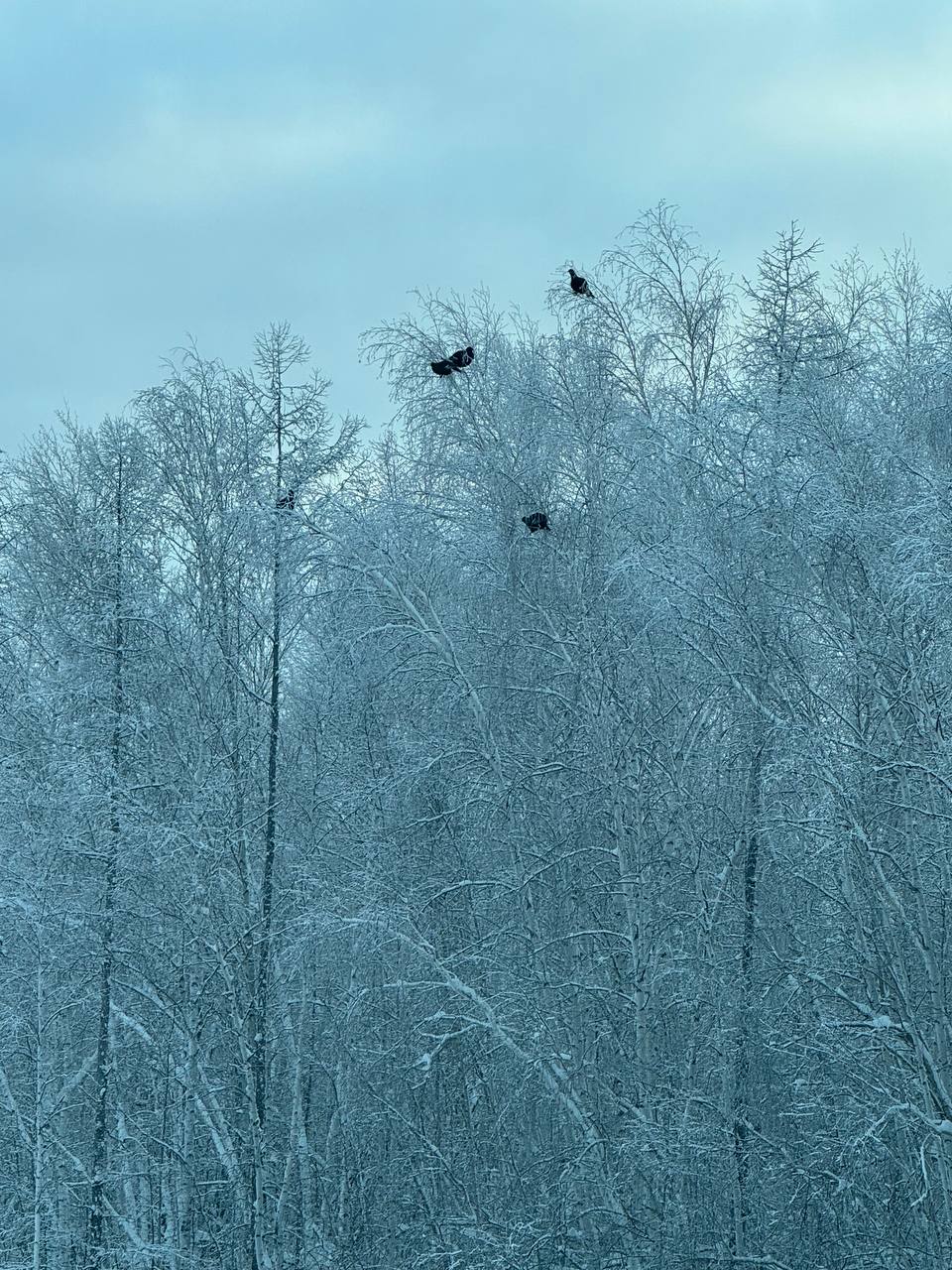 #Пушистыеновости: Тетеревиная трапеза у трассы #Пушистыеновости: Тетеревиная трапеза у трассы