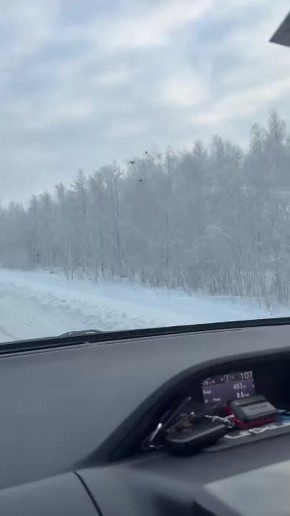 #Пушистыеновости: Тетеревиная трапеза у трассы