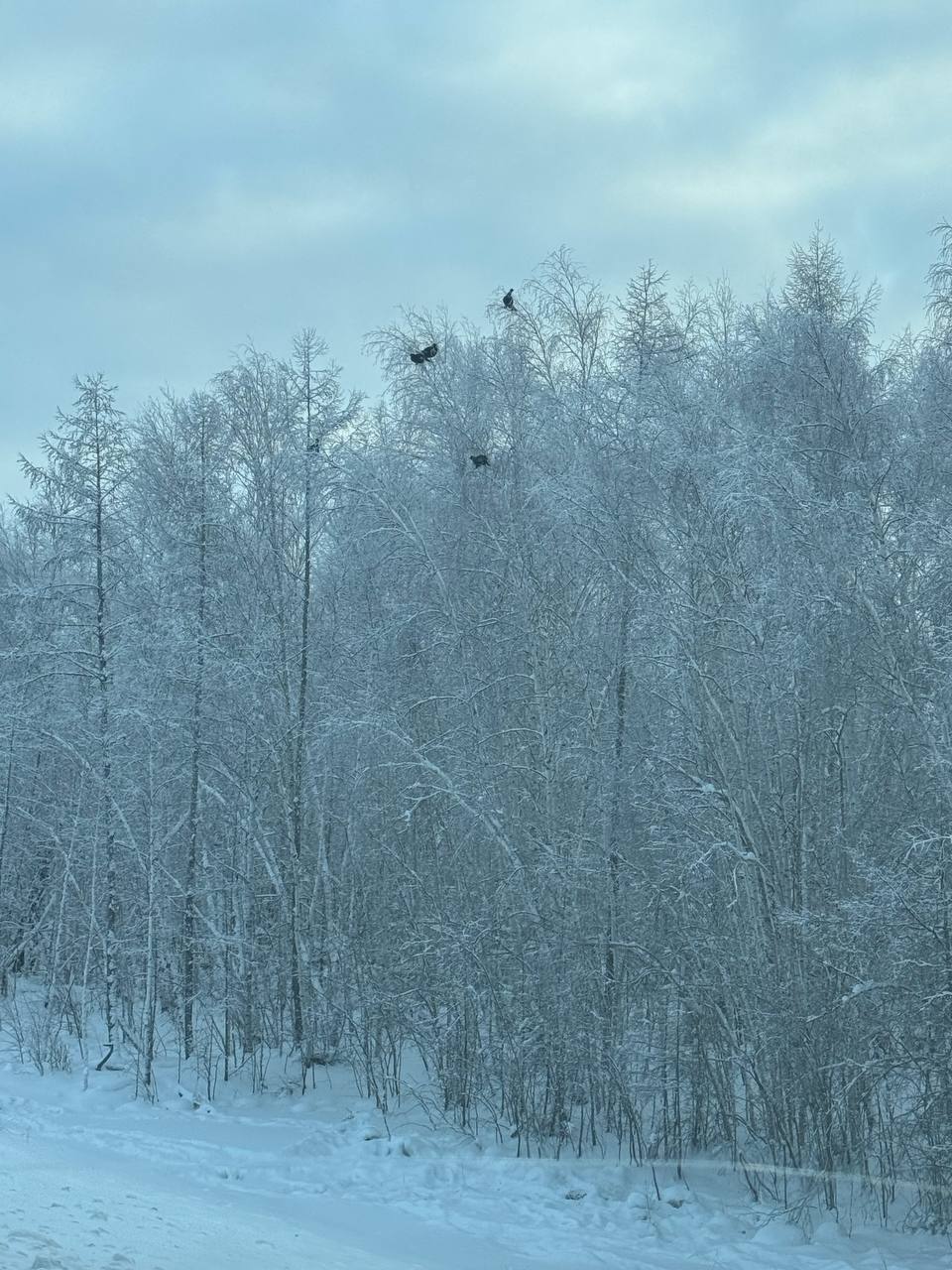 #Пушистыеновости: Тетеревиная трапеза у трассы #Пушистыеновости: Тетеревиная трапеза у трассы