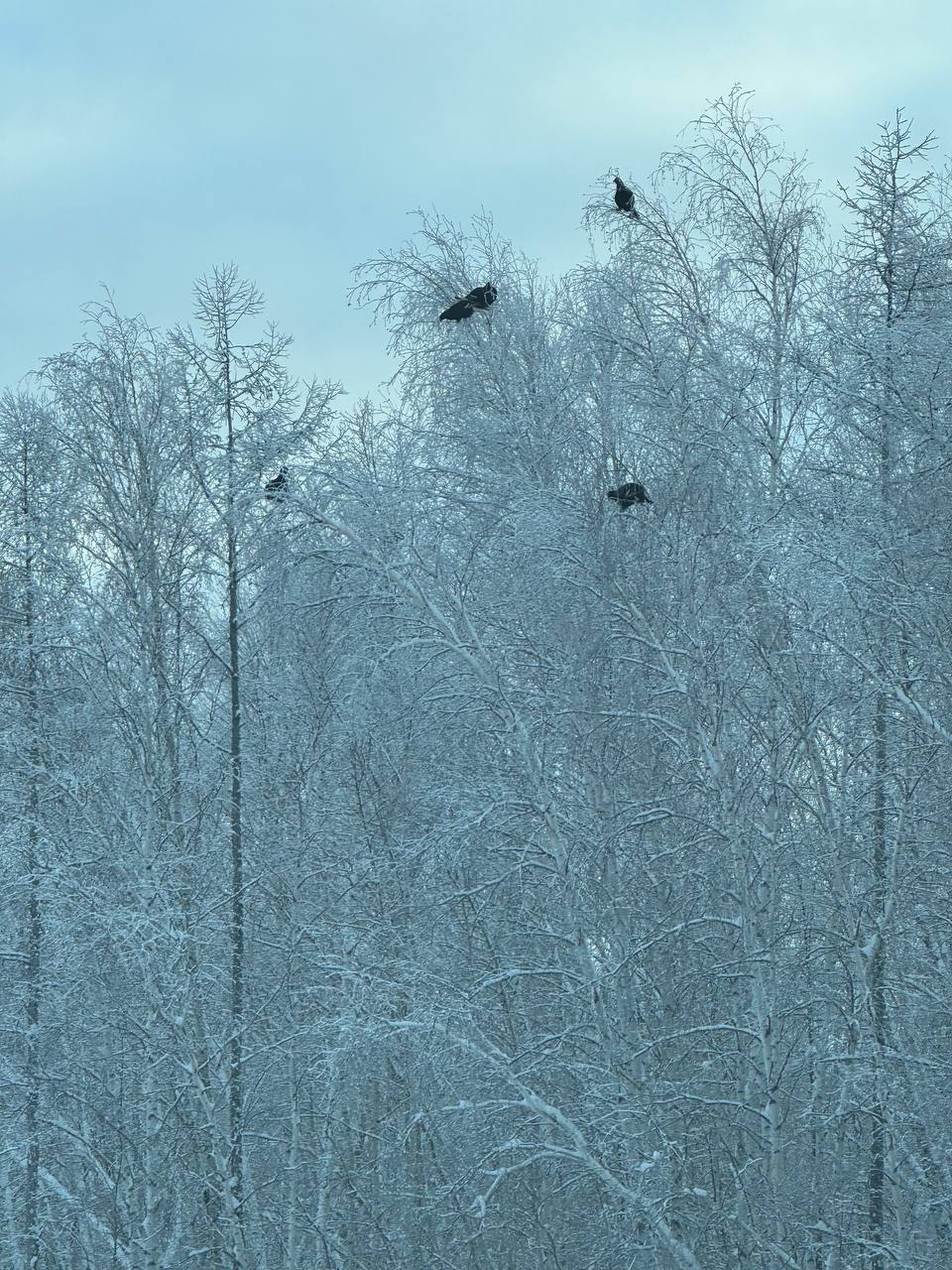 #Пушистыеновости: Тетеревиная трапеза у трассы #Пушистыеновости: Тетеревиная трапеза у трассы