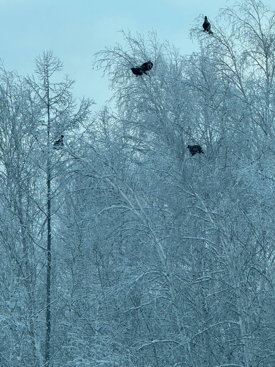 #Пушистыеновости: Тетеревиная трапеза у трассы #Пушистыеновости: Тетеревиная трапеза у трассы