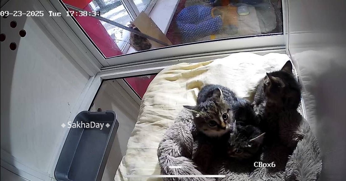 Frozen pets: В Якутске кошки стримят на «вискас» Frozen pets: В Якутске кошки стримят на «вискас»