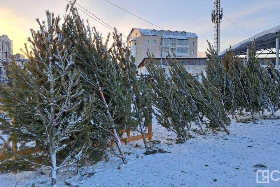 В Якутске стартовала продажа живых елей и сосен