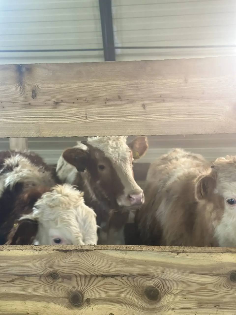 Новый коровник на 100 голов ввели в эксплуатацию в Вилюйском улусе