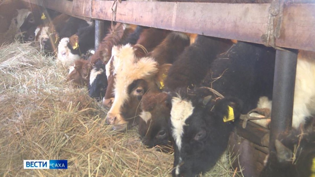 В Якутии зимовка скота и лошадей проходит стабильно