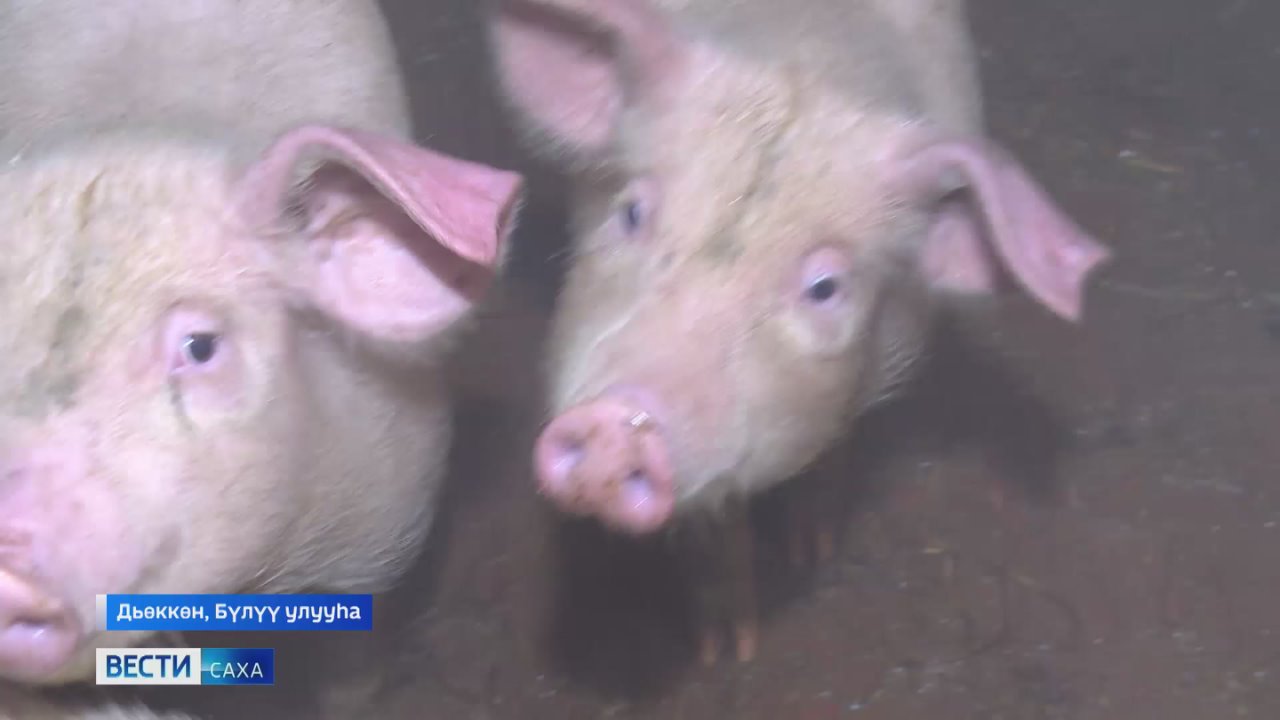 25 сыл устата тохтообокко тыа хааайыстыбатын сайдыытыгар кстэрин уурбут Бл Лксгннэрэ