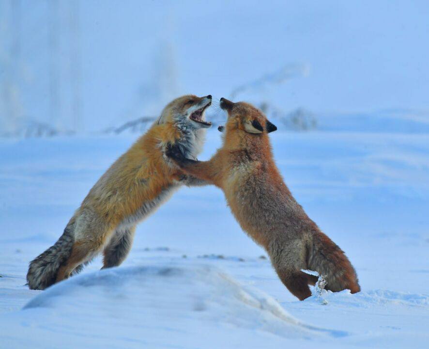 На перевале Тит Вечерний звонок от доброго знакомого Александра: «Знаешь, тебе, Юрий, просто необходимо побывать на границе районов. Там на стоянке автомобилей прикормились три рыжие лисицы. Попрошайничают, но ведут себя... На перевале Тит Вечерний звонок от доброго знакомого Александра: «Знаешь, тебе, Юрий, просто необходимо побывать на границе районов. Там на стоянке автомобилей прикормились три рыжие лисицы. Попрошайничают, но ведут себя...