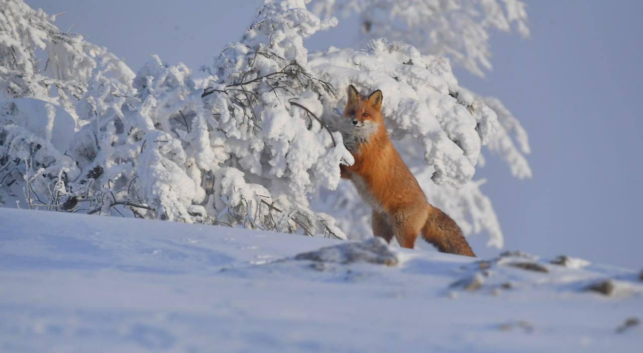 На перевале Тит Вечерний звонок от доброго знакомого Александра: «Знаешь, тебе, Юрий, просто необходимо побывать на границе районов. Там на стоянке автомобилей прикормились три рыжие лисицы. Попрошайничают, но ведут себя... На перевале Тит Вечерний звонок от доброго знакомого Александра: «Знаешь, тебе, Юрий, просто необходимо побывать на границе районов. Там на стоянке автомобилей прикормились три рыжие лисицы. Попрошайничают, но ведут себя...