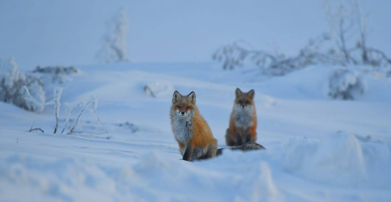 На перевале Тит Вечерний звонок от доброго знакомого Александра: «Знаешь, тебе, Юрий, просто необходимо побывать на границе районов. Там на стоянке автомобилей прикормились три рыжие лисицы. Попрошайничают, но ведут себя... На перевале Тит Вечерний звонок от доброго знакомого Александра: «Знаешь, тебе, Юрий, просто необходимо побывать на границе районов. Там на стоянке автомобилей прикормились три рыжие лисицы. Попрошайничают, но ведут себя...