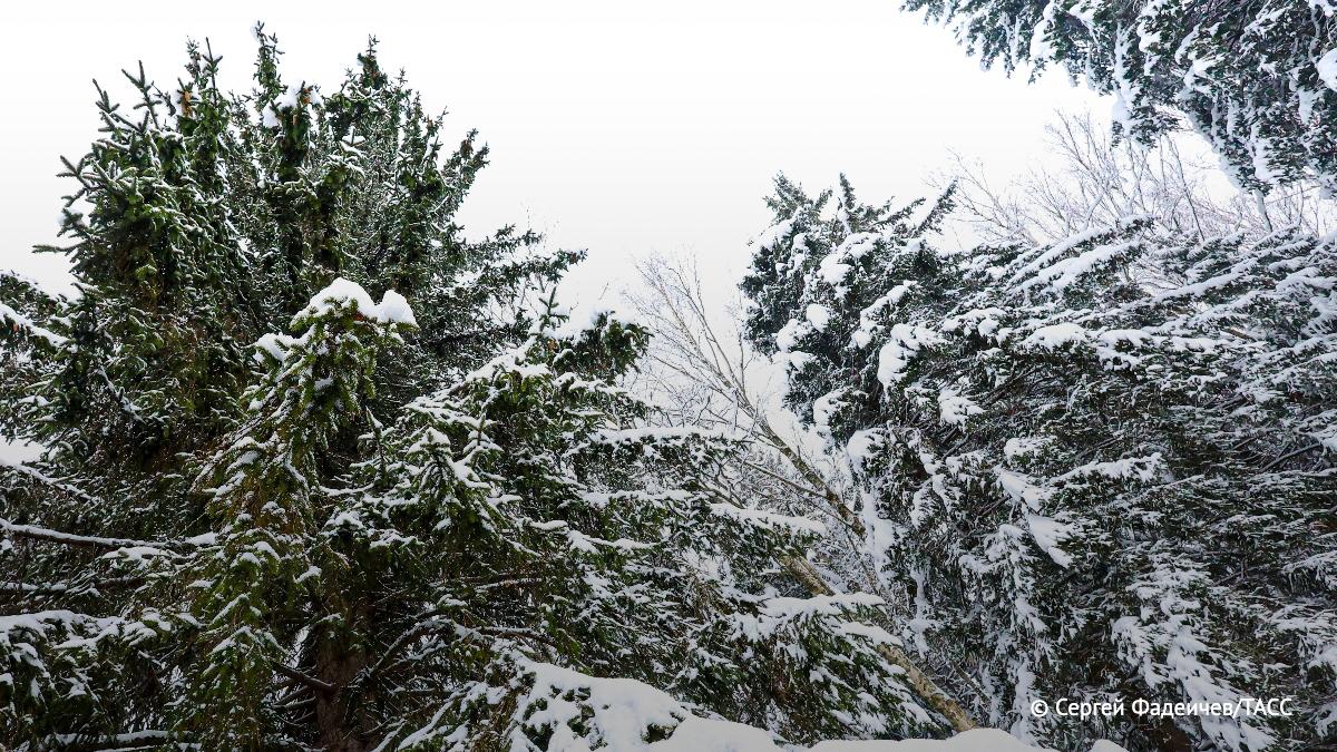 Незаконная рубка новогодней ели может грозить лишением свободы, сообщил ТАСС председатель комитета Мособлдумы по имущественным отношениям, природопользованию и экологии Шапкин