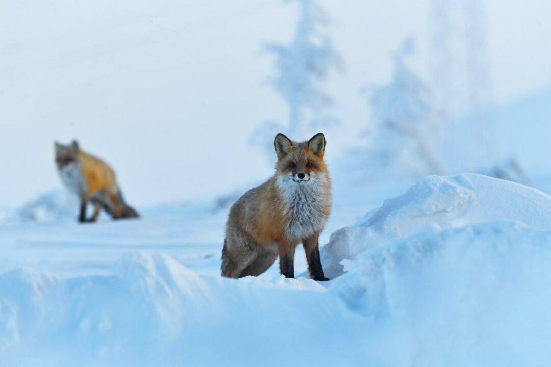 На перевале Тит Вечерний звонок от доброго знакомого Александра: «Знаешь, тебе, Юрий, просто необходимо побывать на границе районов. Там на стоянке автомобилей прикормились три рыжие лисицы. Попрошайничают, но ведут себя... На перевале Тит Вечерний звонок от доброго знакомого Александра: «Знаешь, тебе, Юрий, просто необходимо побывать на границе районов. Там на стоянке автомобилей прикормились три рыжие лисицы. Попрошайничают, но ведут себя...