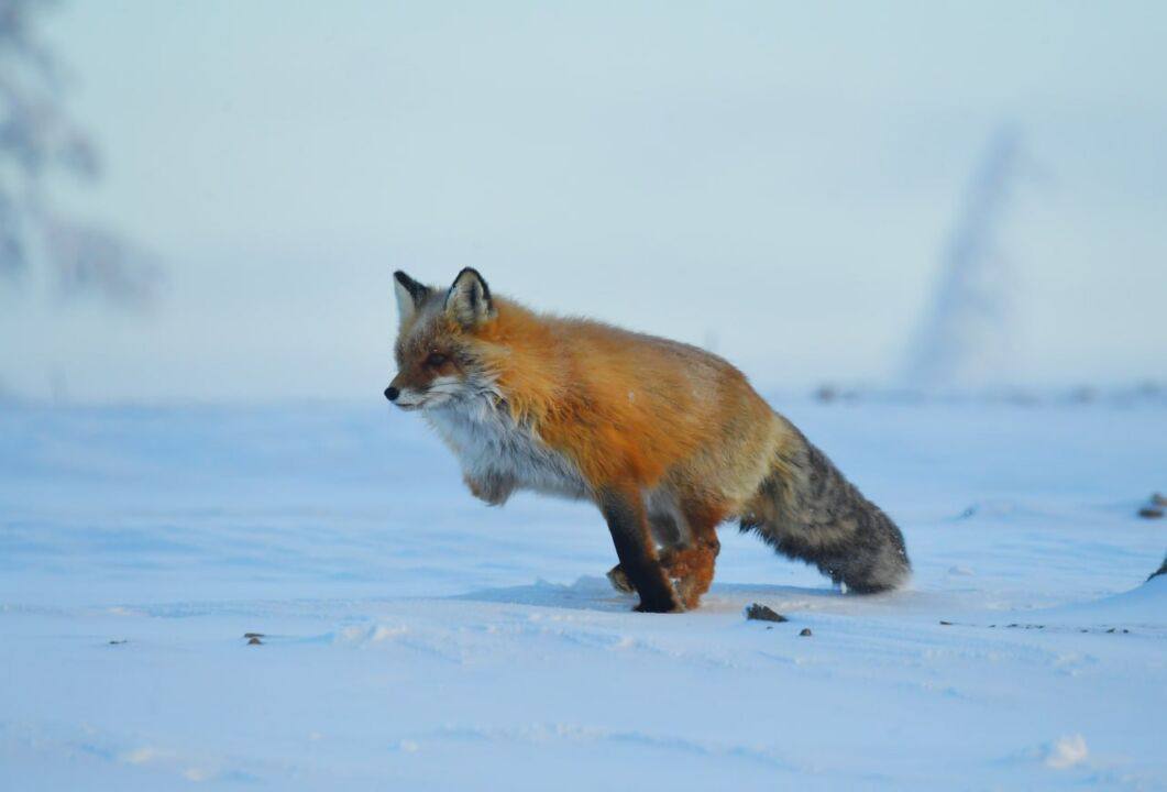 На перевале Тит Вечерний звонок от доброго знакомого Александра: «Знаешь, тебе, Юрий, просто необходимо побывать на границе районов. Там на стоянке автомобилей прикормились три рыжие лисицы. Попрошайничают, но ведут себя... На перевале Тит Вечерний звонок от доброго знакомого Александра: «Знаешь, тебе, Юрий, просто необходимо побывать на границе районов. Там на стоянке автомобилей прикормились три рыжие лисицы. Попрошайничают, но ведут себя...