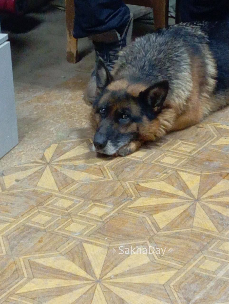 #пишут На Ильменской в районе садика и спорткомплекса, бегает немецкая овчарка, замерзла очень сильно, просилась в проезжающие машины, запустил в гараж покормил, отогрел Скоро уезжать выпущу там же #пишут На Ильменской в районе садика и спорткомплекса, бегает немецкая овчарка, замерзла очень сильно, просилась в проезжающие машины, запустил в гараж покормил, отогрел Скоро уезжать выпущу там же