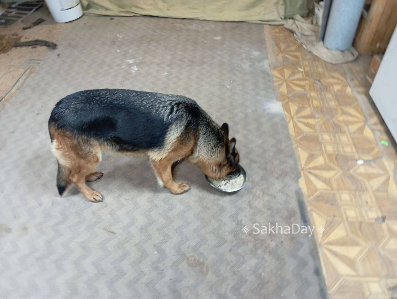 #пишут На Ильменской в районе садика и спорткомплекса, бегает немецкая овчарка, замерзла очень сильно, просилась в проезжающие машины, запустил в гараж покормил, отогрел Скоро уезжать выпущу там же