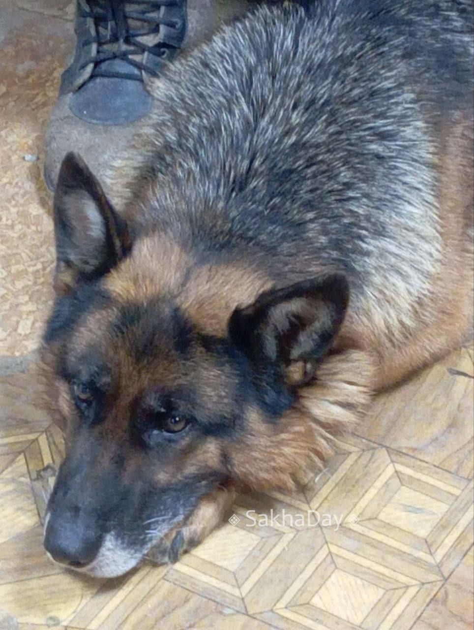 #пишут На Ильменской в районе садика и спорткомплекса, бегает немецкая овчарка, замерзла очень сильно, просилась в проезжающие машины, запустил в гараж покормил, отогрел Скоро уезжать выпущу там же #пишут На Ильменской в районе садика и спорткомплекса, бегает немецкая овчарка, замерзла очень сильно, просилась в проезжающие машины, запустил в гараж покормил, отогрел Скоро уезжать выпущу там же