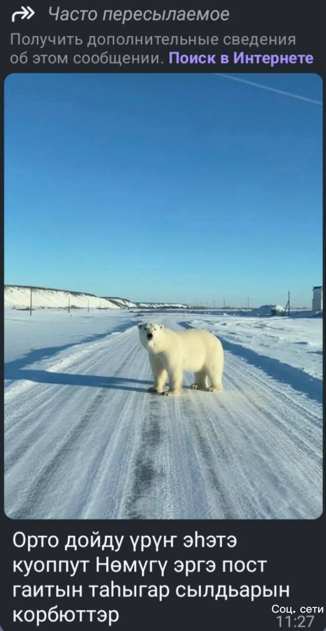 В зоопарке «Орто Дойду» опровергли слухи о побеге белого медведя