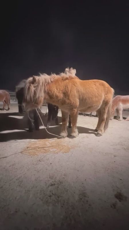 ������ ���� �� ������� gabyshev_nurgun