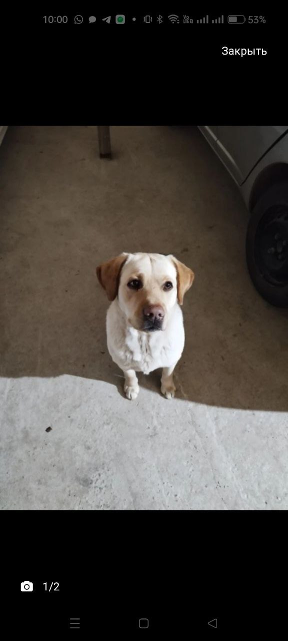 Пропал питомец, в районе Сайсарского округа, окрас: палевый, без ошейника