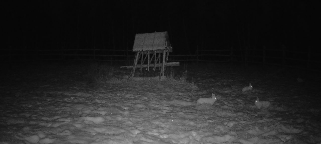 #Пушистыеновости: Заячьи столовые в «Кэнкэмэ» #Пушистыеновости: Заячьи столовые в «Кэнкэмэ»