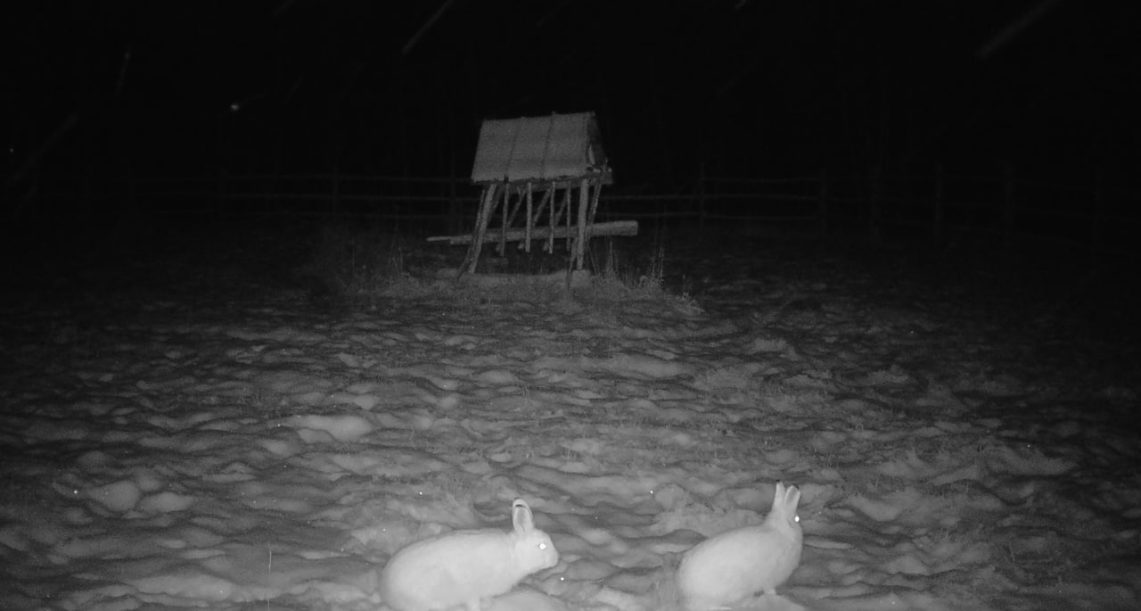 #Пушистыеновости: Заячьи столовые в «Кэнкэмэ»