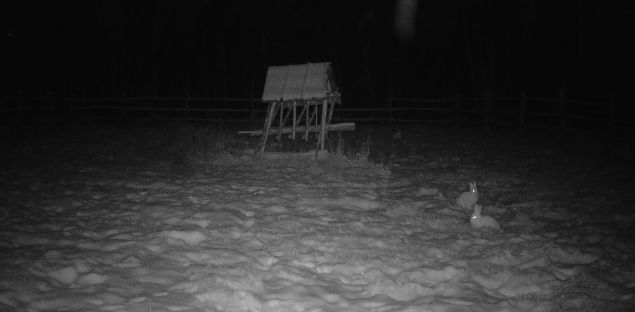 #Пушистыеновости: Заячьи столовые в «Кэнкэмэ» #Пушистыеновости: Заячьи столовые в «Кэнкэмэ»