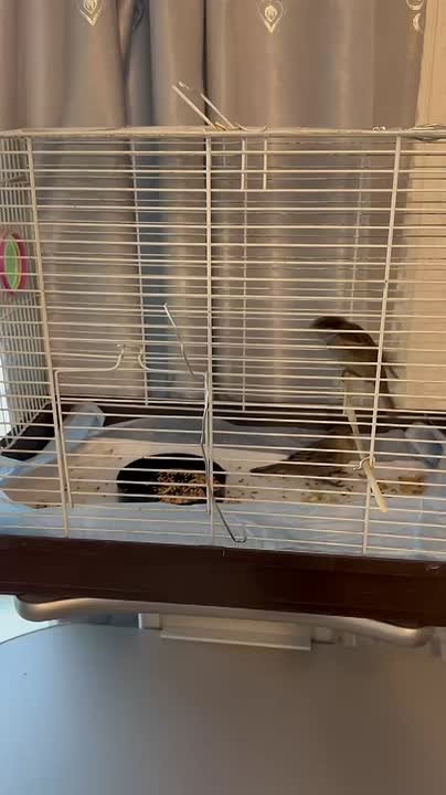 Вот так обустроились воробушки, спасенные на днях неравнодушным мирнинцем из вентиляционной трубы