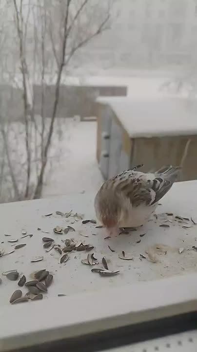 ������ ����� �������. ������ � ������ #������������